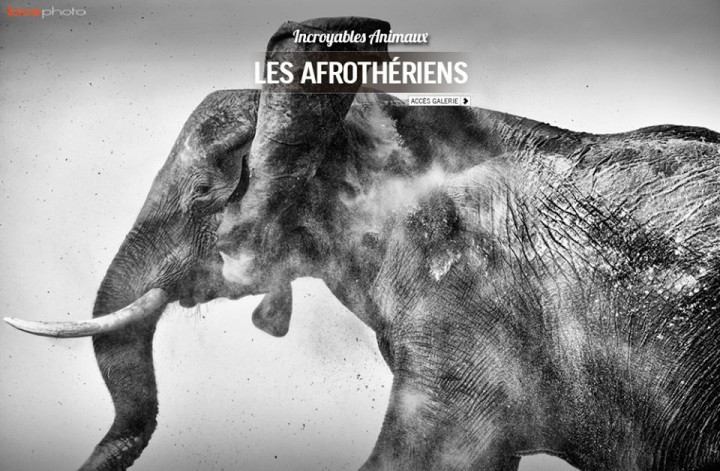 Biosphoto ‘AFROTHERIENS’